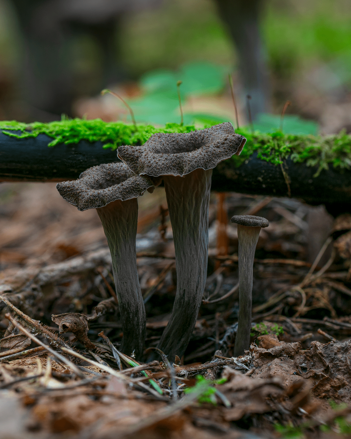 must-torbikseen-4-5