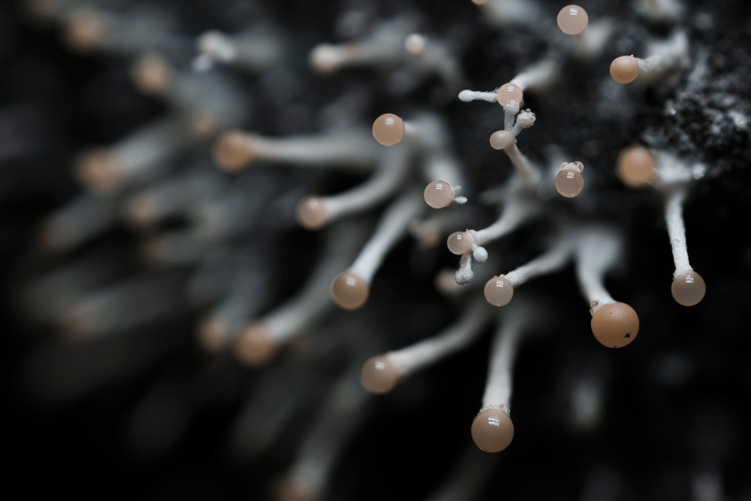 polycephalomyces_tomentosus_220924